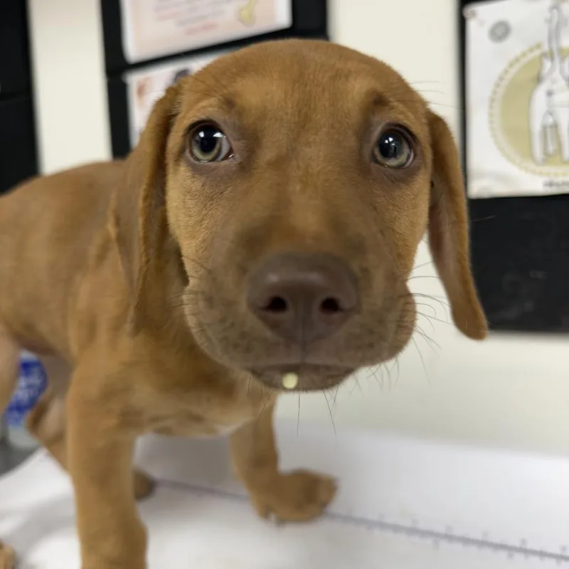 A baby small-sized female Labrador Retriever dog named Georgia Belle for adoption in Birmingham, AL