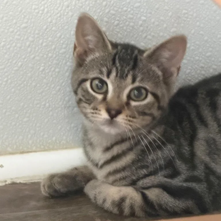 A baby medium-sized male Tabby (Brown / Chocolate) Domestic Short Hair cat named Hermes for adoption in Waynesville, NC