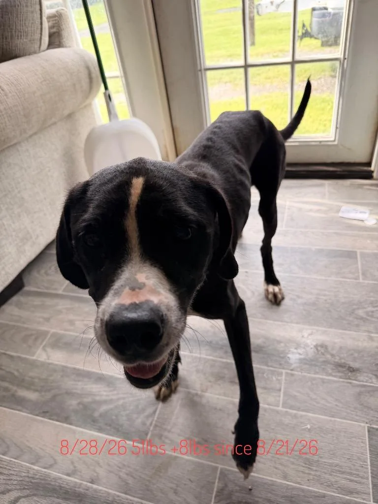 A young large-sized male Labrador Retriever dog named Orion for adoption in Nashville, GA