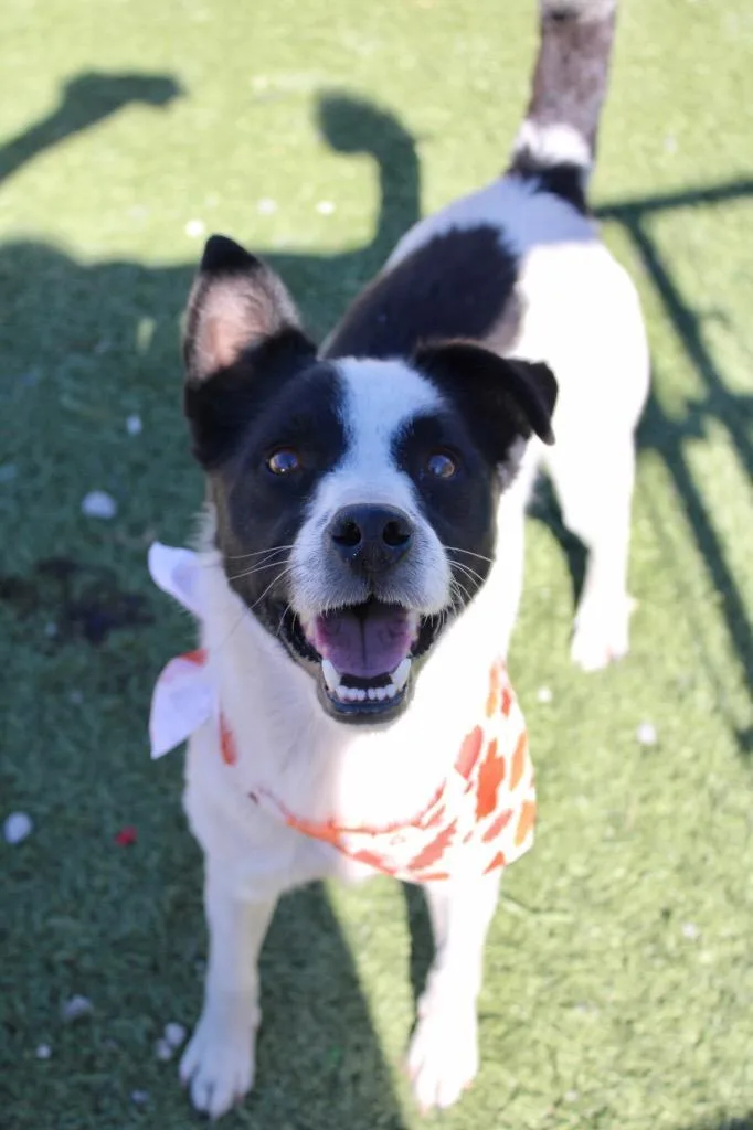 An adult medium-sized male Mixed Breed dog named Marty for adoption in Morgantown, KY