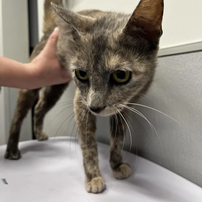 A young medium-sized female Gray / Blue / Silver Domestic Short Hair cat named Pepa for adoption in Tampa, FL