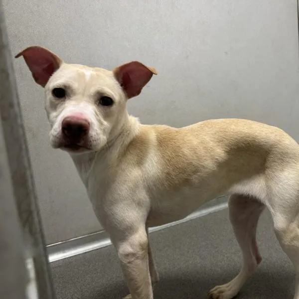 A young small-sized female Pit Bull Terrier dog named Lady Bug for adoption in Des Moines, IA