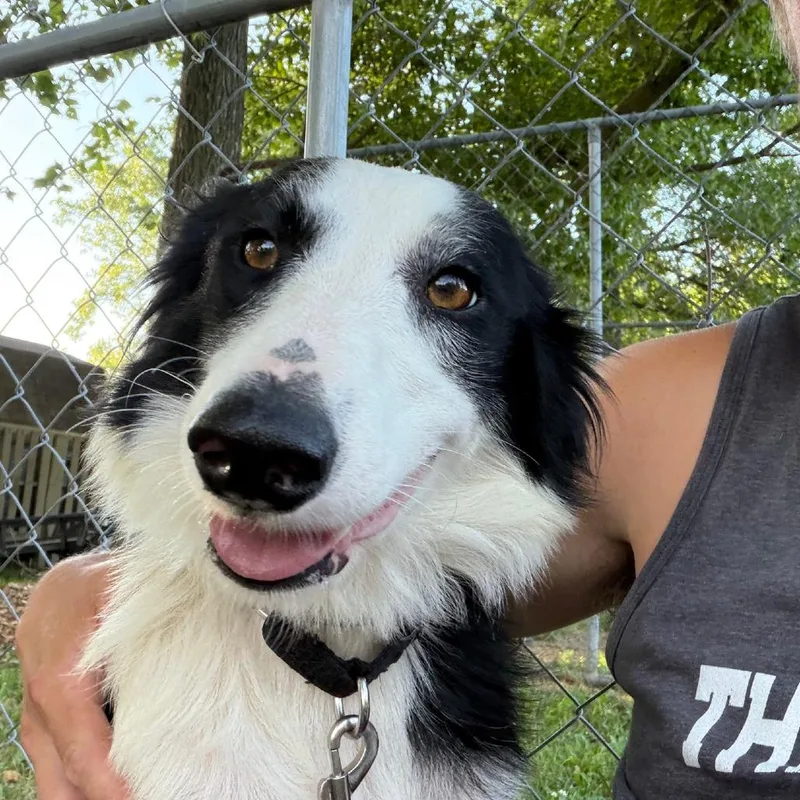 A young medium-sized female Black Border Collie dog named Paisley for adoption in Columbia Station, OH