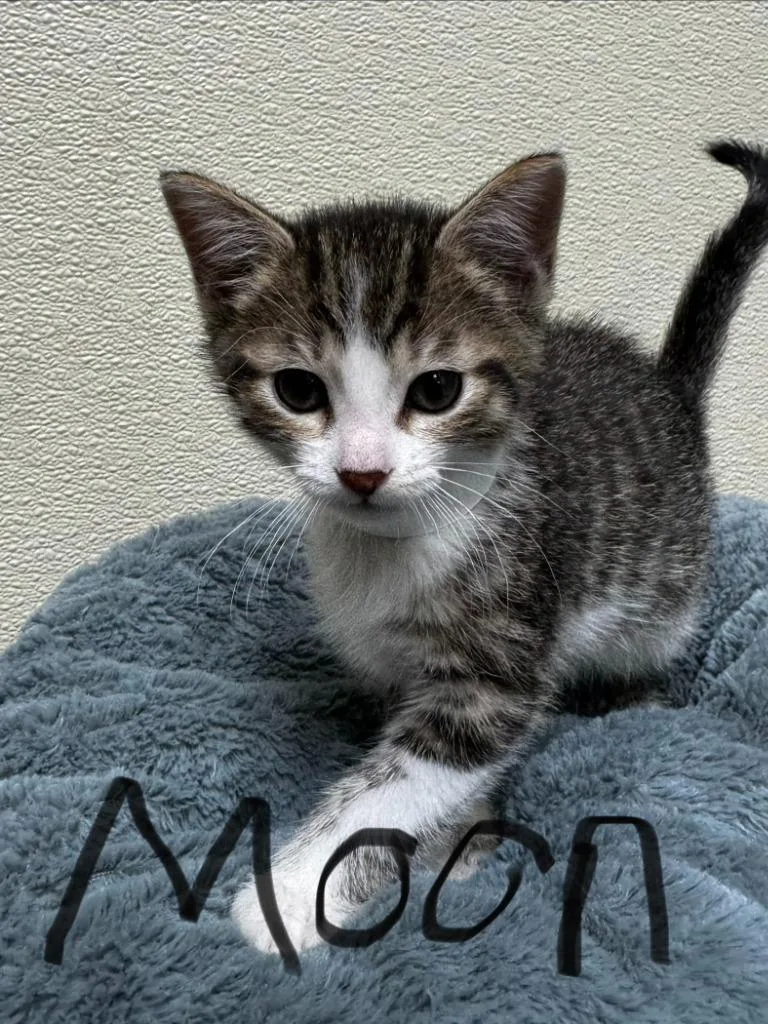 A baby small-sized female Domestic Short Hair cat named Moon for adoption in Shorewood, IL