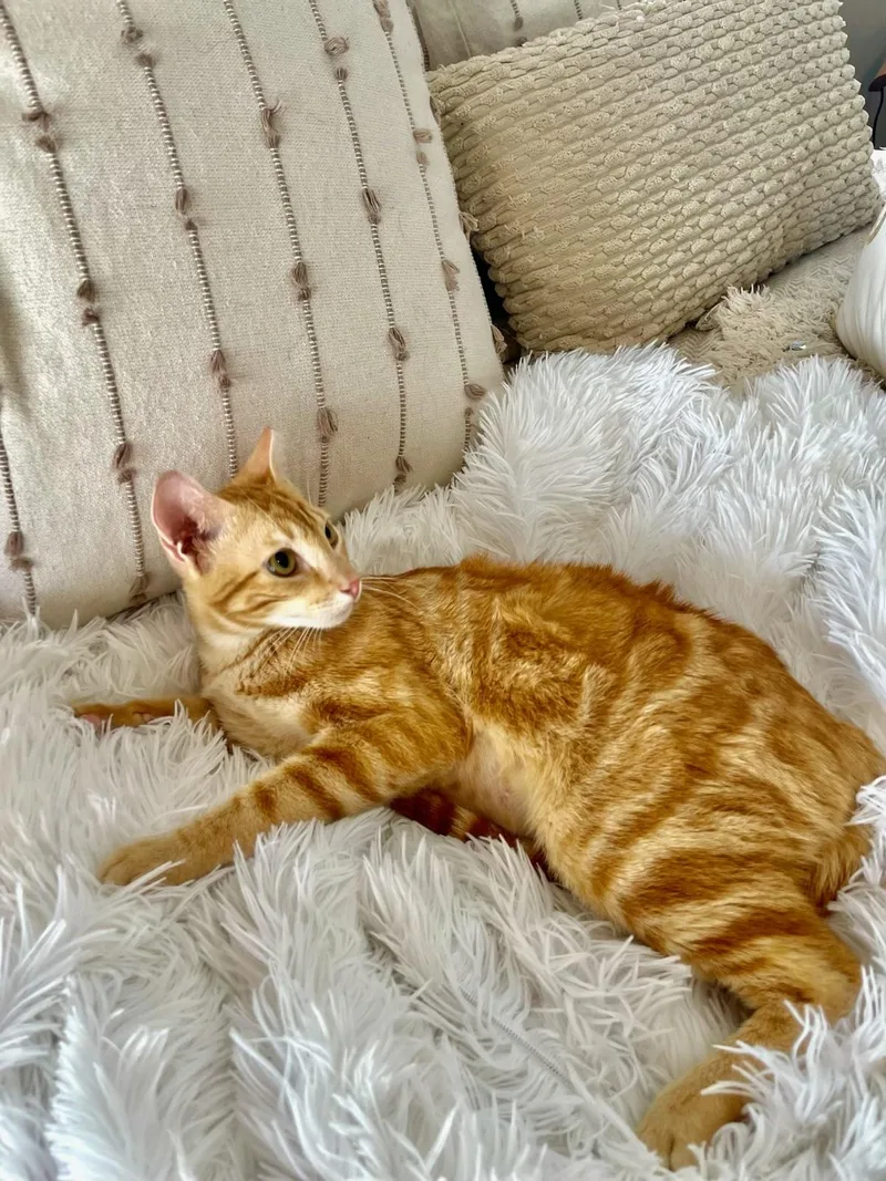 A young medium-sized female Orange & White Domestic Short Hair cat named Carmela for adoption in Boca Raton, FL