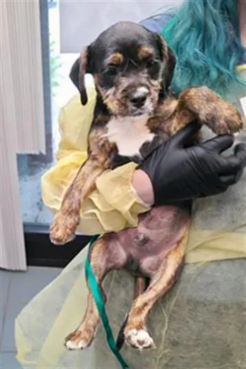 A baby medium-sized male Black Mixed Breed dog named New Roman for adoption in Nashville, TN