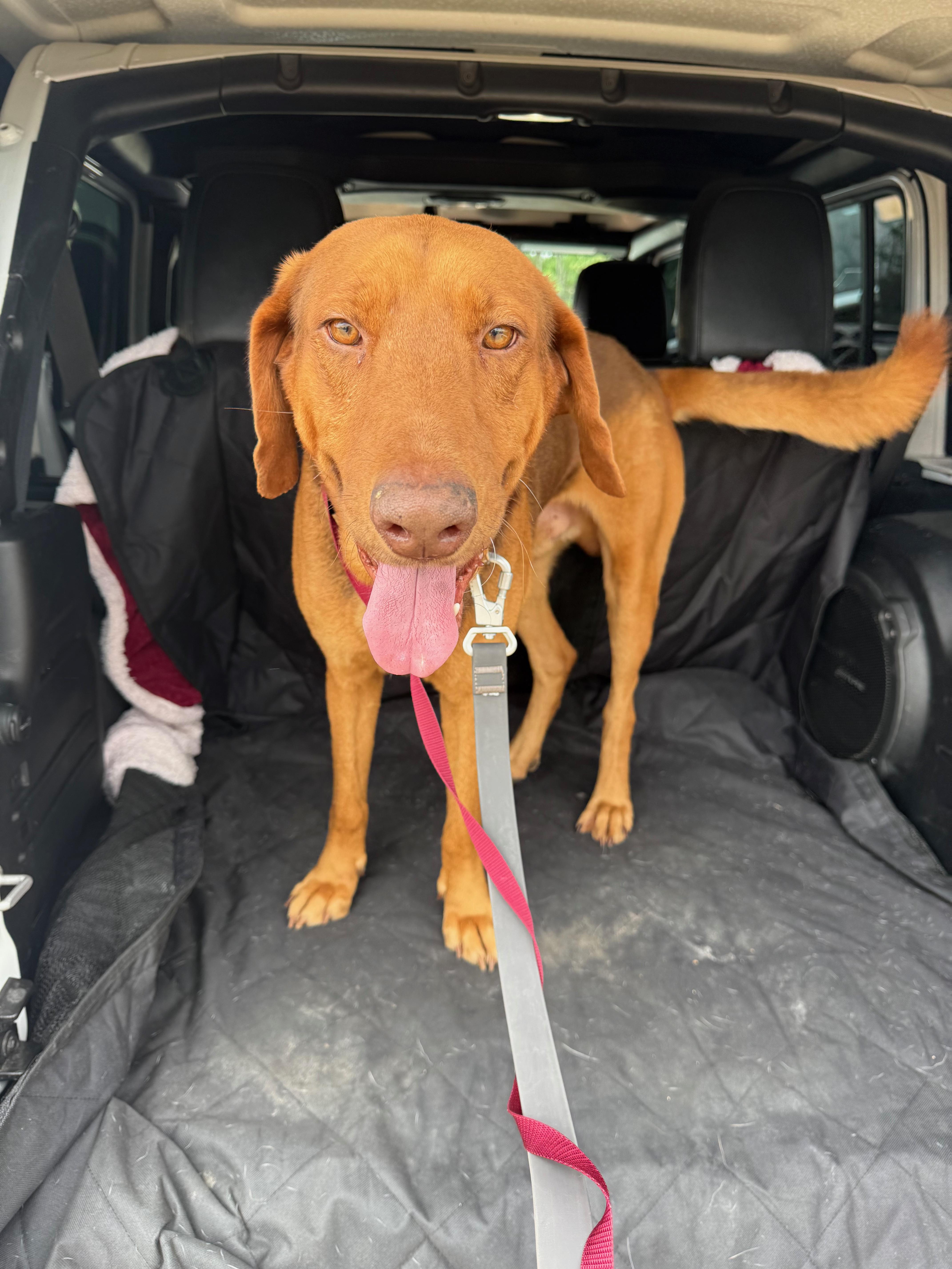 A young large-sized male Bloodhound dog named Butch Jr. for adoption in Houston, TX