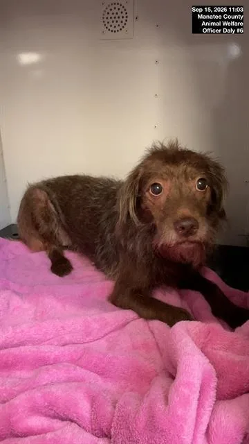 An adult small-sized female Mixed Breed dog named Fraggle for adoption in Palmetto, FL