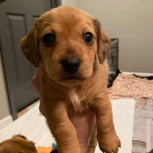 Biscotti thumbnail 3