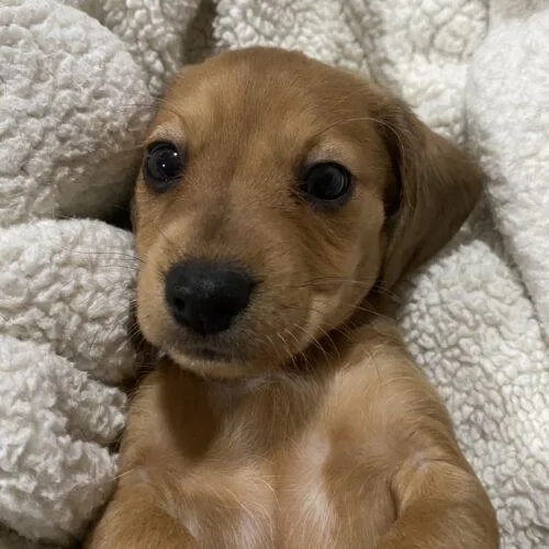 Biscotti thumbnail 4