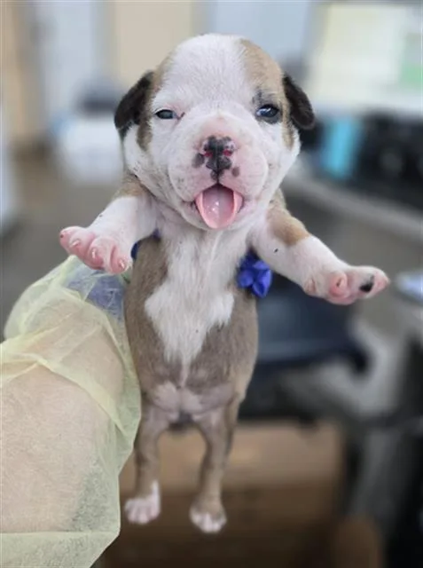 A baby large-sized female Mixed Breed dog named Pina for adoption in Dallas, TX