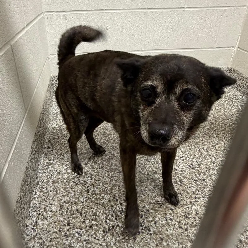 An adult small-sized male Brindle Chihuahua dog named Rocco for adoption in Morganton, NC