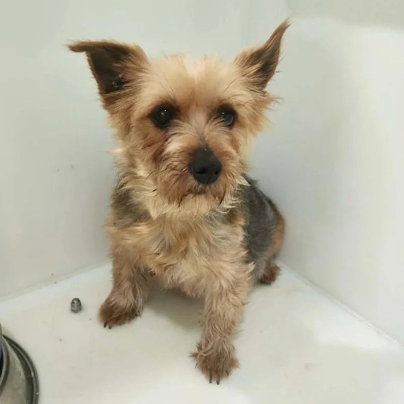 An adult small-sized female Yellow / Tan / Blond / Fawn Yorkshire Terrier dog named Jellybean for adoption in Jackson, MO
