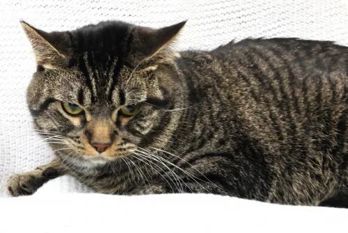 An adult large-sized male Domestic Short Hair cat named Milo for adoption in Thief River Falls, MN