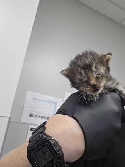 A baby small-sized female Domestic Short Hair cat named Hesper for adoption in Sevierville, TN