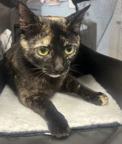 An adult medium-sized female Domestic Short Hair cat named Sponsor for adoption in Chamblee, GA