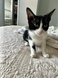 A baby small-sized female Black & White / Tuxedo Domestic Short Hair cat named Flower for adoption in Lake Wylie, SC