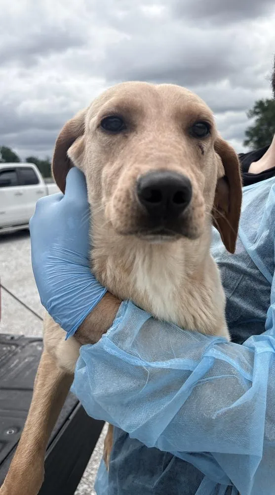 A young medium-sized female Labrador Retriever dog named Dippy for adoption in Bolivar, MO