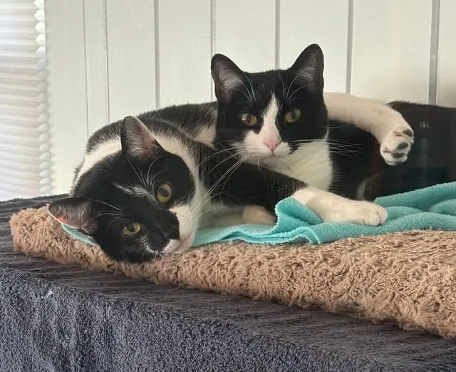 An adult medium-sized female Black & White / Tuxedo Domestic Short Hair cat named Mandy & Stewart for adoption in Peterborough, NH