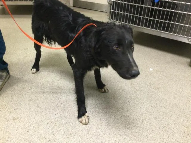 A young large-sized male German Shepherd Dog dog named Eclipse for adoption in Riverside, CA
