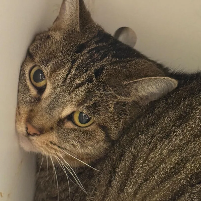An adult small-sized female Brown / Chocolate Domestic Short Hair cat named Shelby for adoption in Perkiomenville, PA