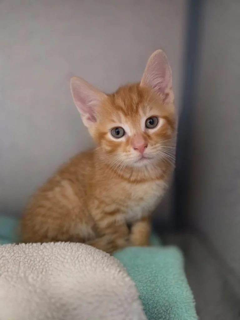 A baby small-sized male Domestic Short Hair cat named Squirtle for adoption in Liverpool, NY