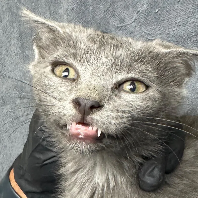 A baby small-sized female Gray / Blue / Silver Domestic Short Hair cat named Moondancer for adoption in Lakewood, CO