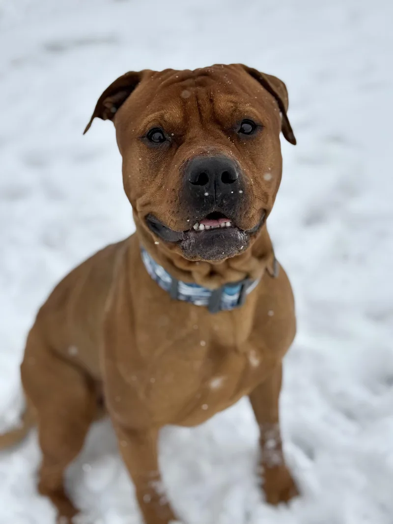 An adult large-sized male Red / Chestnut / Orange Pit Bull Terrier dog named Oso for adoption in Eagle, CO