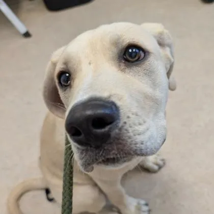 A young medium-sized female Labrador Retriever dog named Layla for adoption in Westland, MI