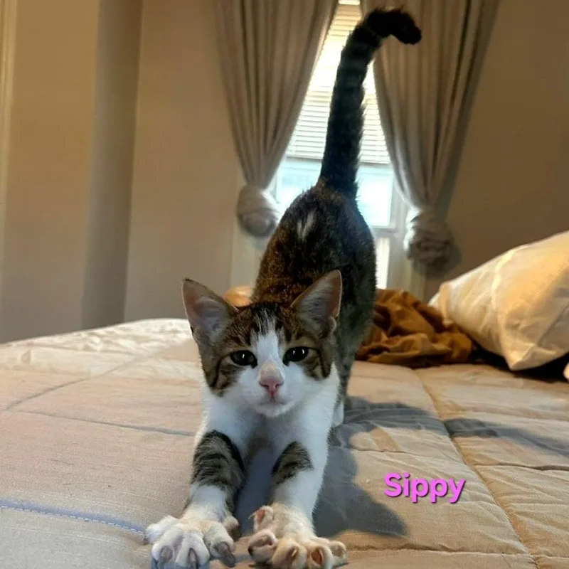 A young medium-sized female Domestic Short Hair cat named Sippy for adoption in East Canton, OH