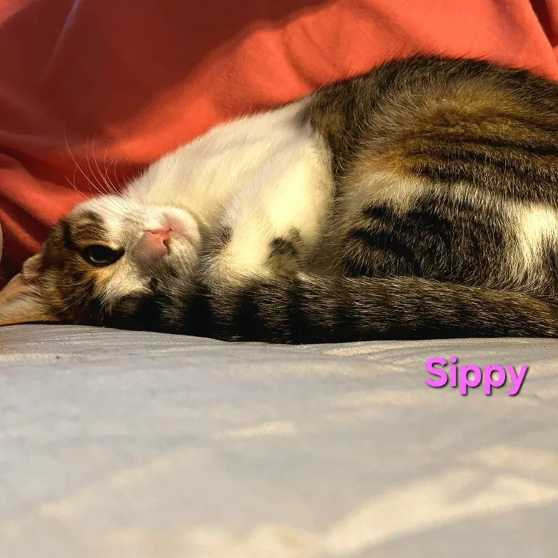 Sippy thumbnail 2