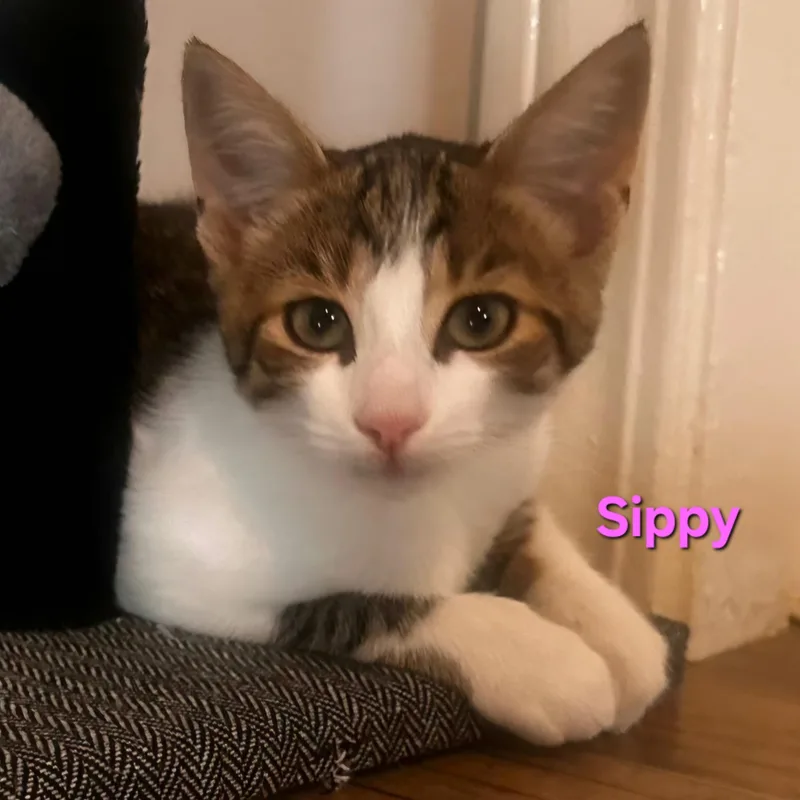 Sippy thumbnail 3