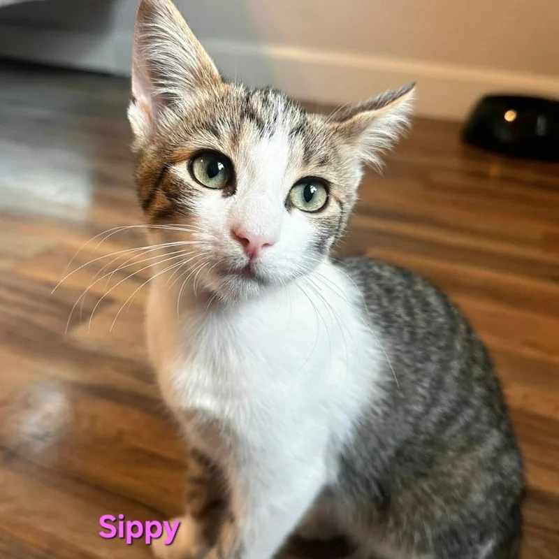 Sippy thumbnail 4