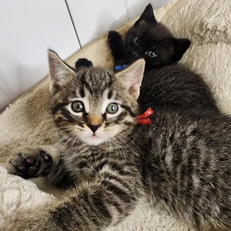 A baby small-sized male Brown / Chocolate Domestic Short Hair cat named Danny Zuko for adoption in Green Bay, WI