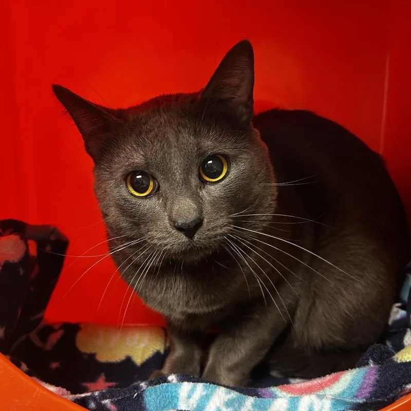An adult large-sized male Gray / Blue / Silver Domestic Short Hair cat named Bull for adoption in Waukesha, WI