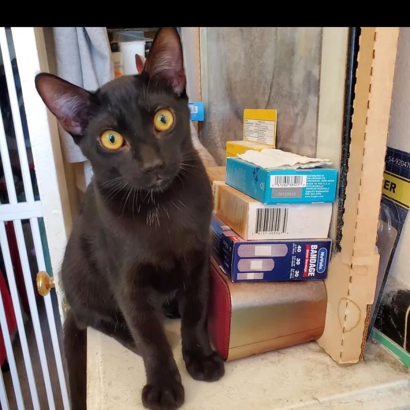 A baby small-sized male Black Domestic Short Hair cat named Logan for adoption in Los Angeles, CA