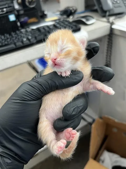 A baby medium-sized male Domestic Medium Hair cat named Nutmeg for adoption in Dallas, TX