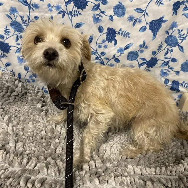 An adult small-sized female West Highland White Terrier / Westie dog named A for adoption in Modesto, CA