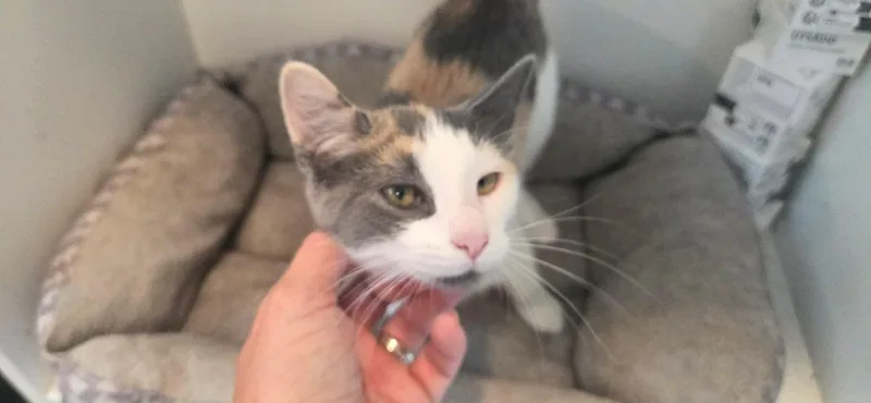A young medium-sized female Calico cat named Praline for adoption in Manchester, CT