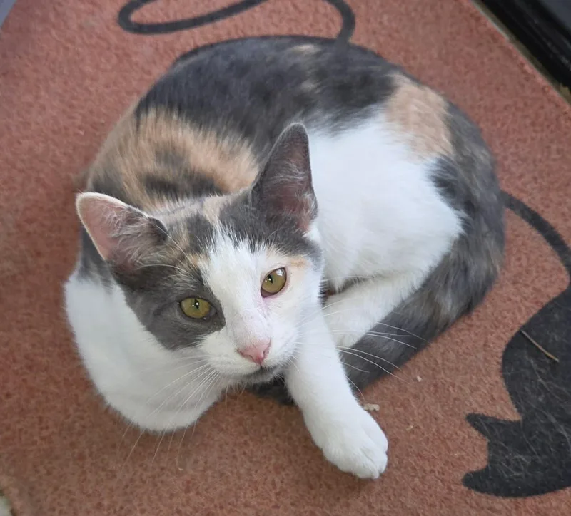 Praline thumbnail 2