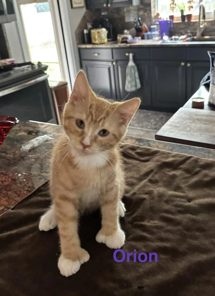 A baby medium-sized male Tabby (Orange / Red) Domestic Short Hair cat named Orion for adoption in Clinton Township, MI