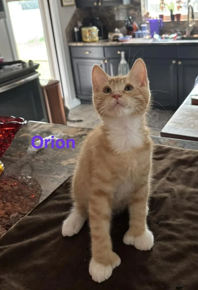 Orion thumbnail 2