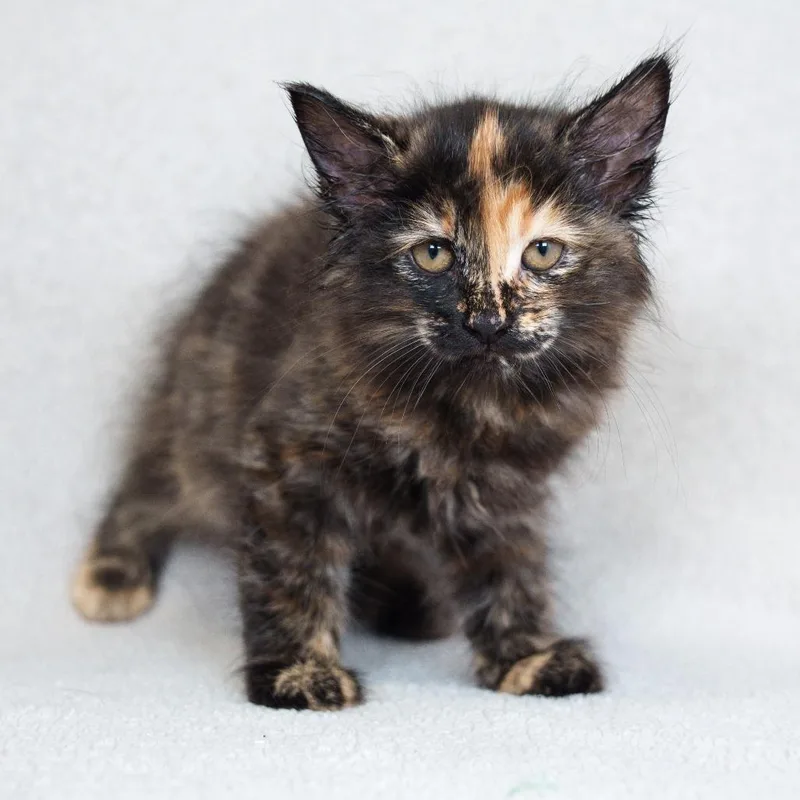 A baby small-sized female Tortoiseshell Domestic Medium Hair cat named Nebula for adoption in Sunnyvale, CA
