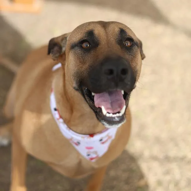 A young small-sized female Belgian Shepherd / Malinois dog named Lulu for adoption in San Antonio, TX