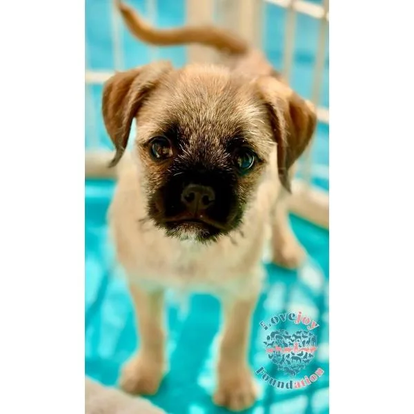 A baby small-sized female Yellow / Tan / Blond / Fawn Terrier dog named Pug Bonnie Barker for adoption in Inglewood, CA