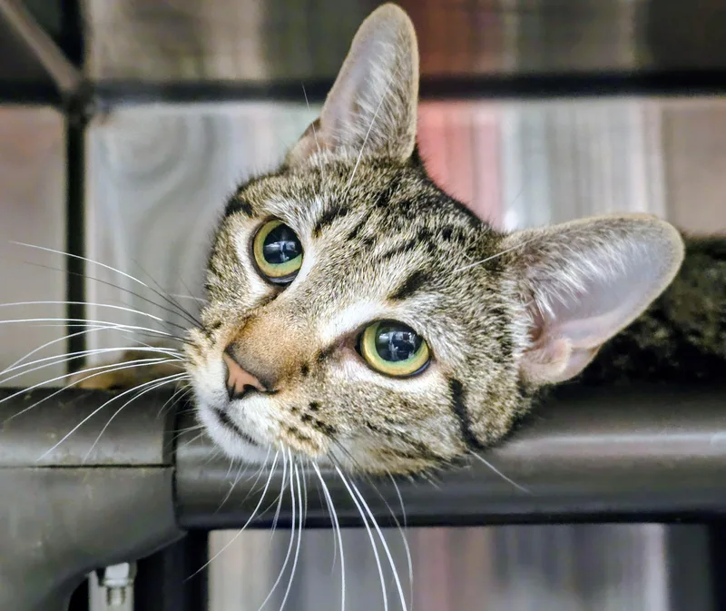 An adult medium-sized female Tabby (Brown / Chocolate) Domestic Short Hair cat named Millie for adoption in Amityville, NY