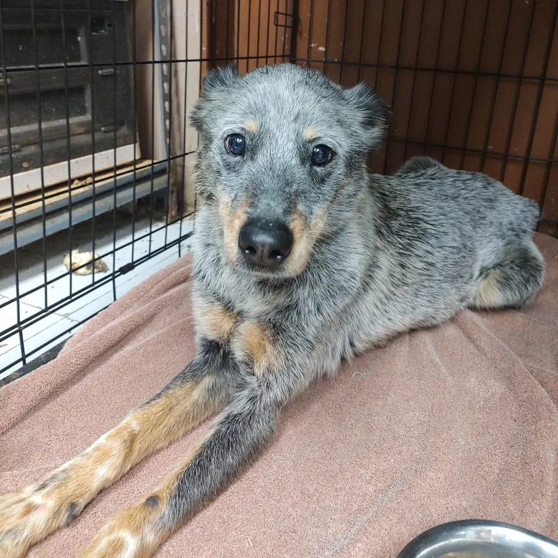 An adult medium-sized female Gray / Blue / Silver Australian Cattle Dog / Blue Heeler dog named Josie D for adoption in Corsicana, TX