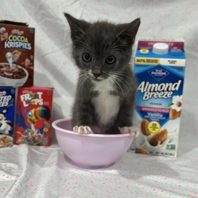 A baby medium-sized male Gray & White Domestic Short Hair cat named Froot Loops for adoption in Prince Frederick, MD