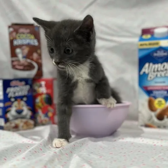 Froot Loops thumbnail 2