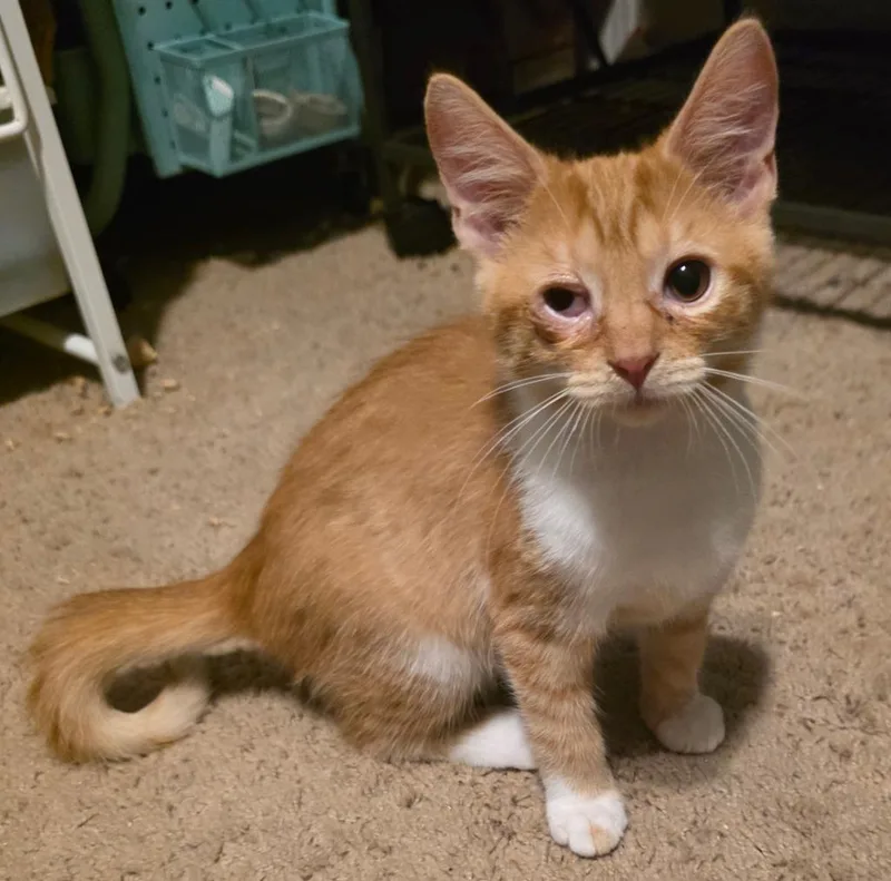 A baby medium-sized male Domestic Short Hair cat named Ferdinand for adoption in Chillicothe, OH